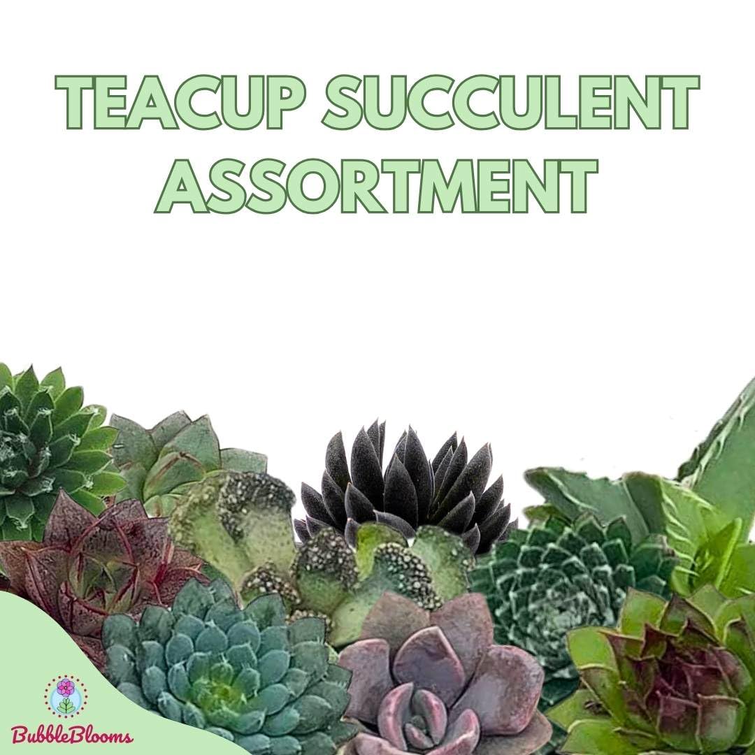 Teacup Succulent Assortment, 10 Different Plants, in 1 inch pots with Saucers, Super Cute, Best Plant Gift, Party Favors, Variety Bundle