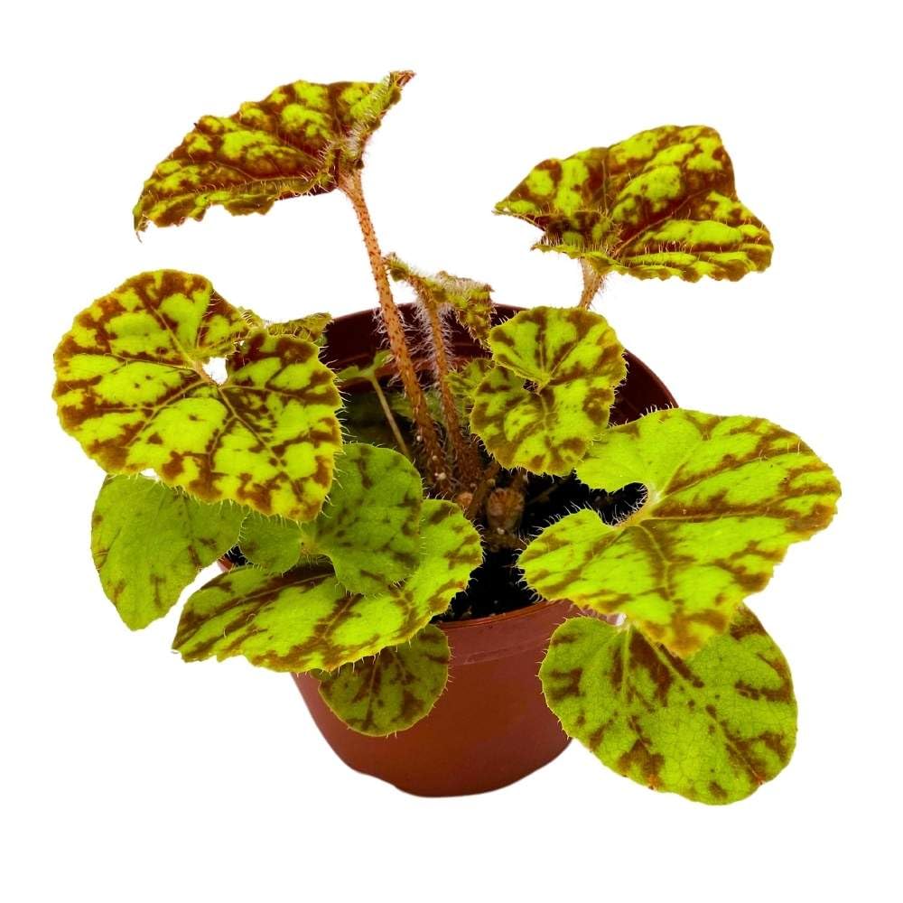 Harmony's Cowardly Lion 4 inch Rhizomatous Begonia Rhizo Yellow Red