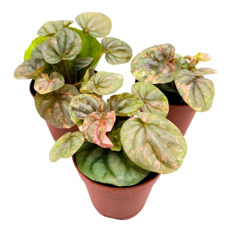 Peperomia Pink Lady, 2 inch Set of 3, Marble Variegated Rare Ripple Pep Caperata