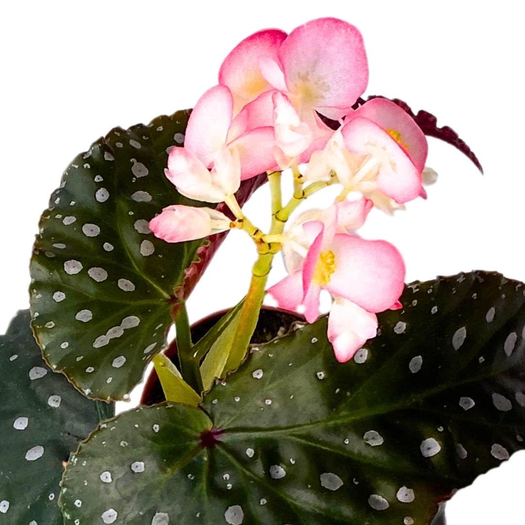 Harmony Foliage Angel Wing Cane Begonia Harmony's Muse 4 inch