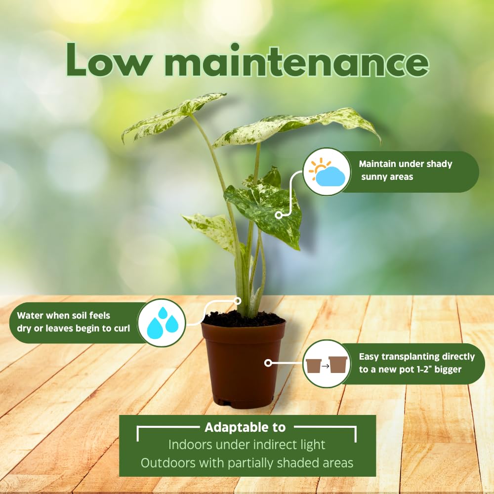 BubbleBlooms Variegated Alocasia Frydek Macro in a 2 inch Pot Tiny Mini Pixie Plant