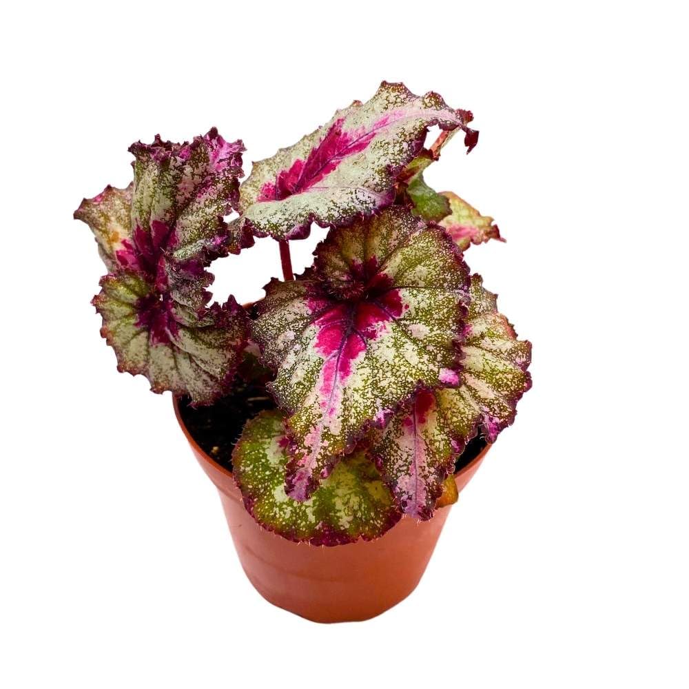 Harmony's Helios 4 inch Begonia Rex Multicolor Ruffle Splash