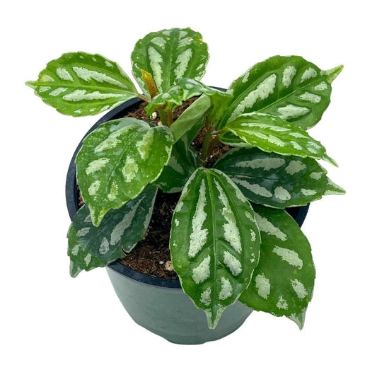 Watermelon Pilea Cadierei, Aluminum Plant, 4 inch