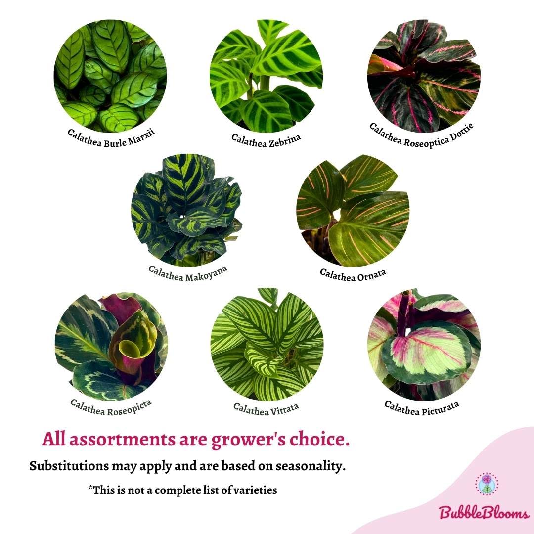 prayer plant varieties with names BubbleBlooms Calathea Assortment Set, 4 inch pots, Set of 3, Prayer Pl – Florida House Plants