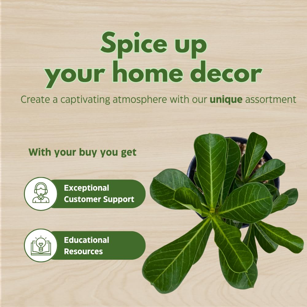 BubbleBlooms Desert Rose Moran in a 4 inch Pot Extremely Rare Flower