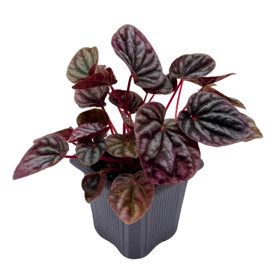 Harmony Foliage Peperomia Luna Red Ripple in a 3 inch Pot