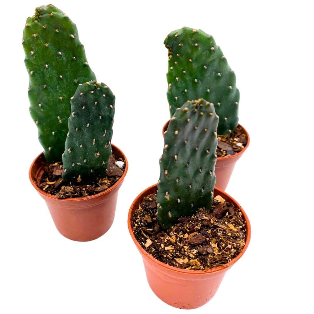 Sour Pricklypear, 2 inch Set of 3, Consolea rubescens, Opuntia Road Kill Cactus, Tiny Mini Pixie Plants