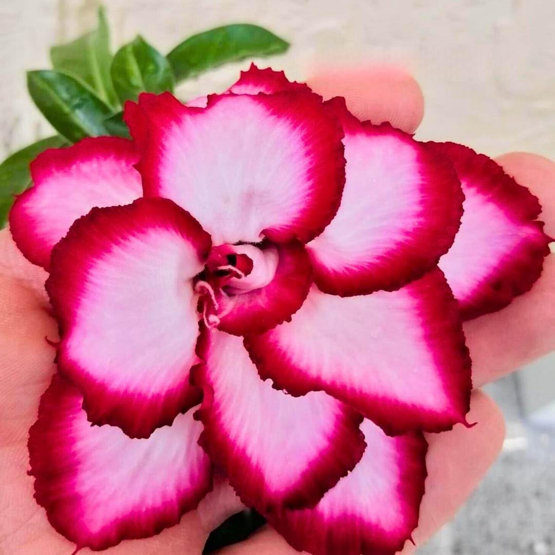 BubbleBlooms Desert Rose Royal Empress 5 inch Pot White Pink and Red Variegated Exotic Rare Flower