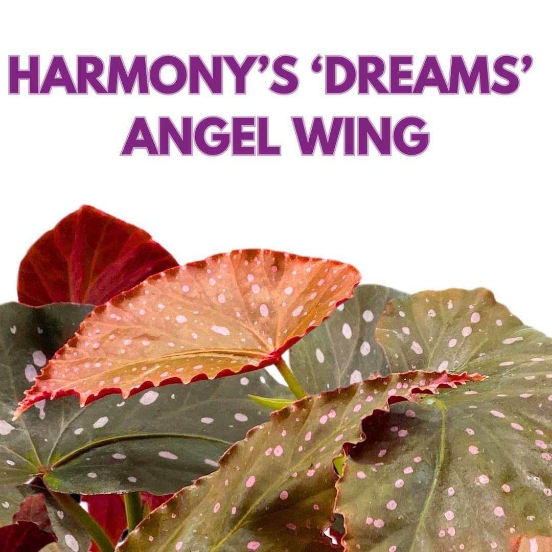 Harmony Foliage Angel Wing Cane Begonia Harmony's Dreams 6 inch