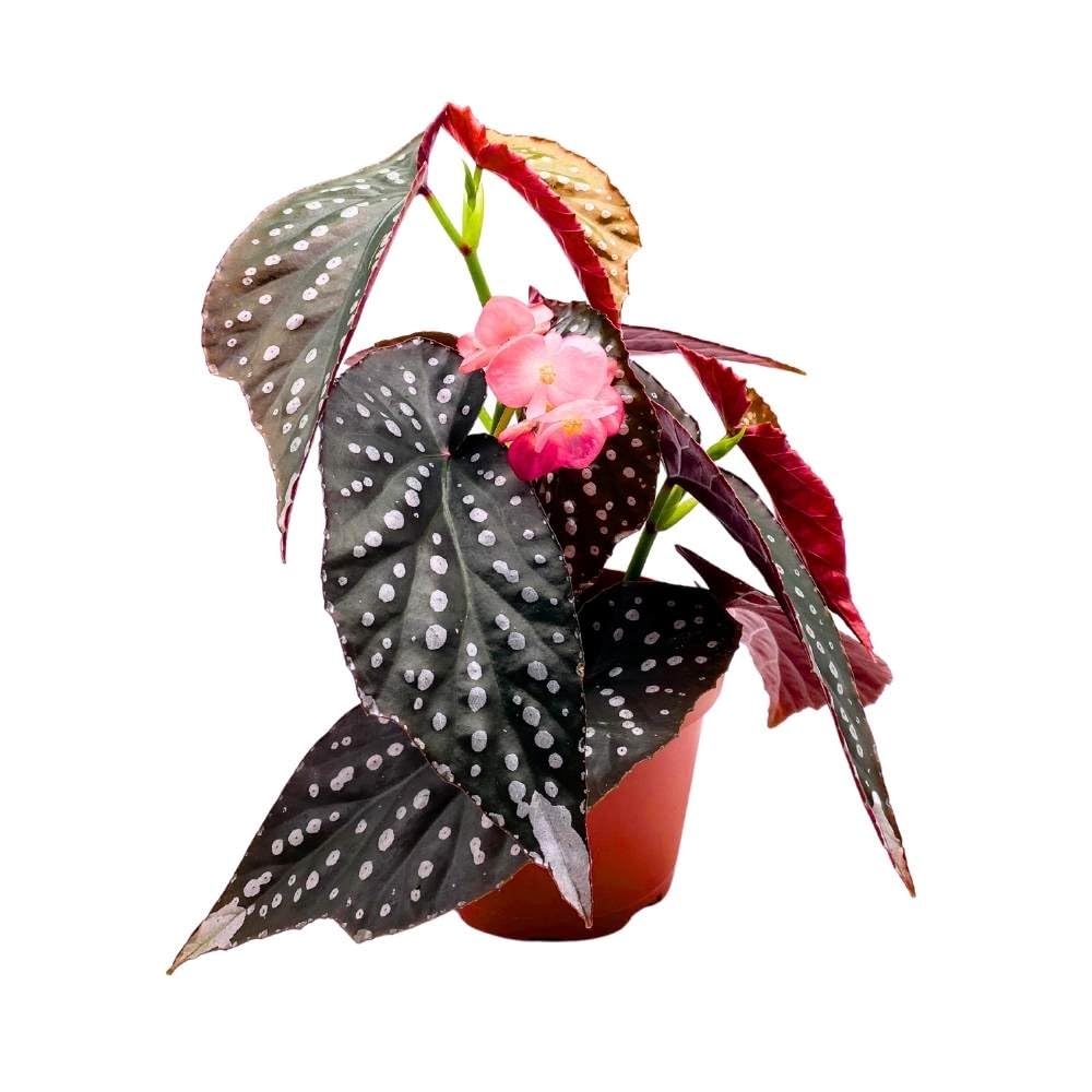 Harmony's Spellbound Angel Wing Hybrid Cane Begonia, 6 inch, Black and Super Dotty Spots Silver Tip Bright Pink Flower