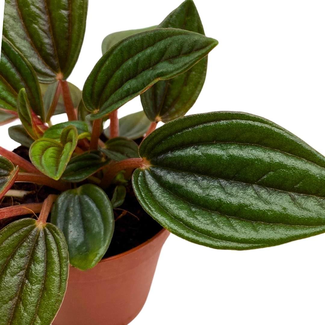 BubbleBlooms Peperomia Rosso in a 2 inch Pot