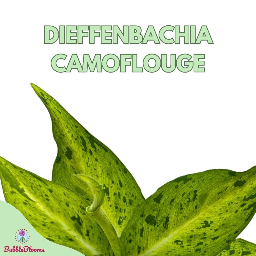 BubbleBlooms Dieffenbachia Camouflage in a 4 inch Pot Variegated Dumb Cane