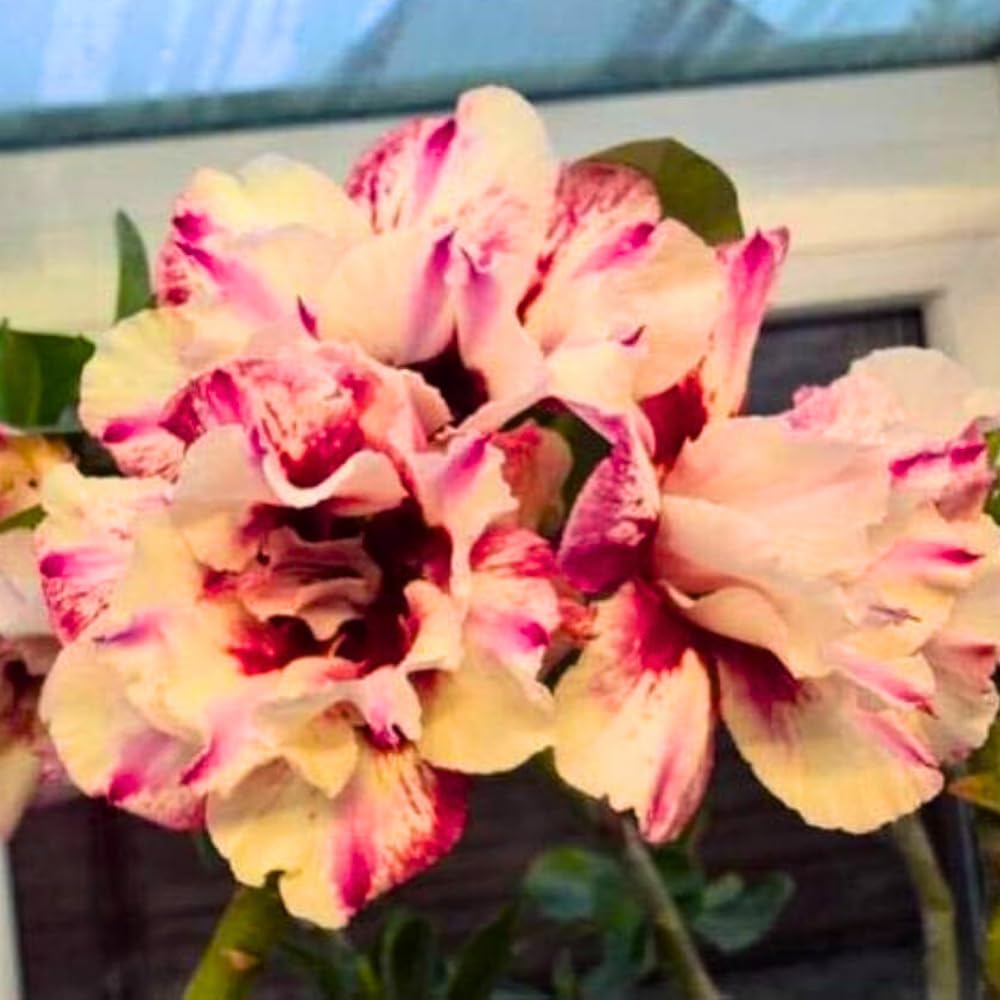 BubbleBlooms Desert Rose Olive in a 4 inch Pot Extremely Rare Flower