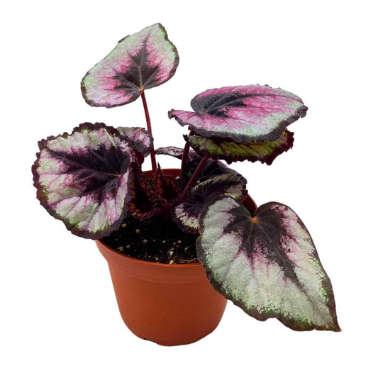 Harmony Foliage Begonia Rex Red Kiss 4 inch