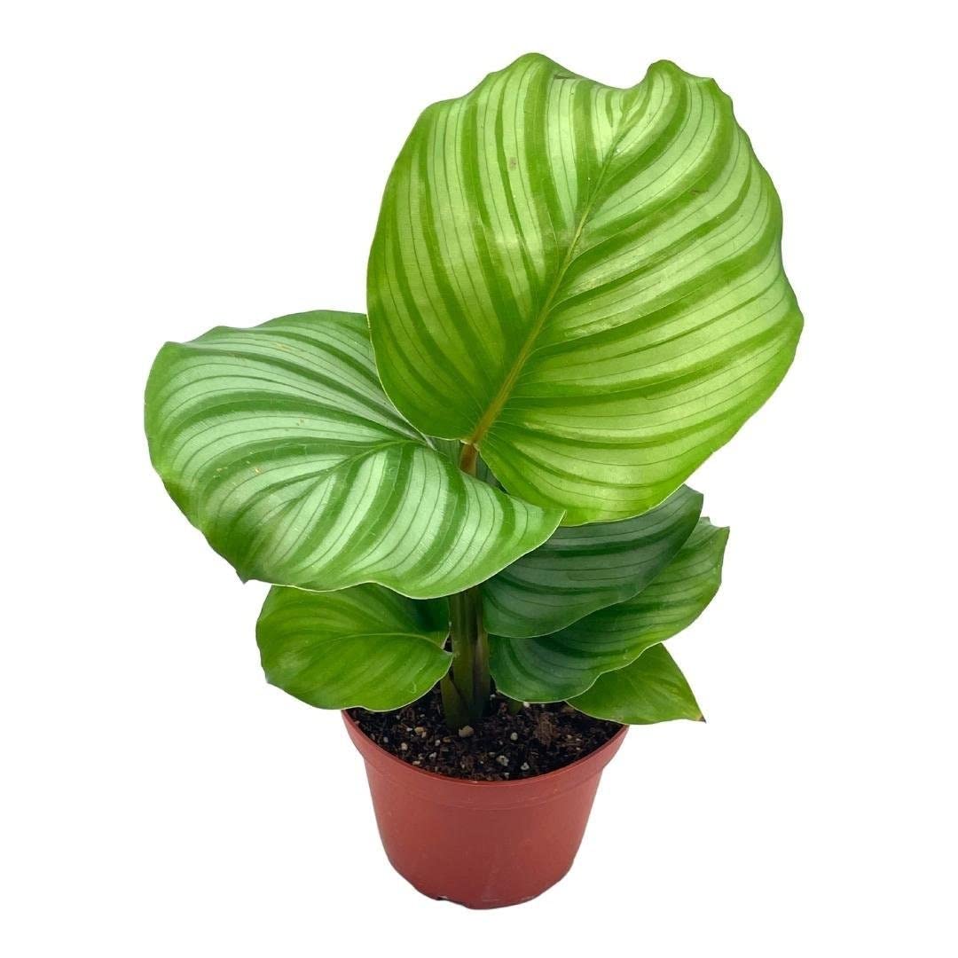 Calathea orbifolia, 4 inch, Round-Leaf calathea, Peacock Plant