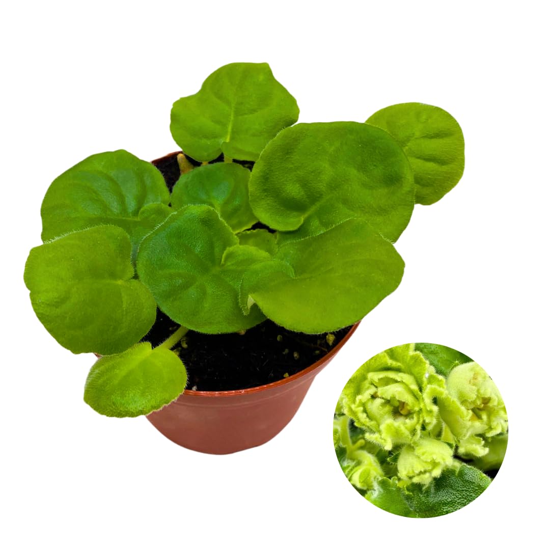 Harmony Foliage African Violet LE Mojito 4 inch White Green Flower