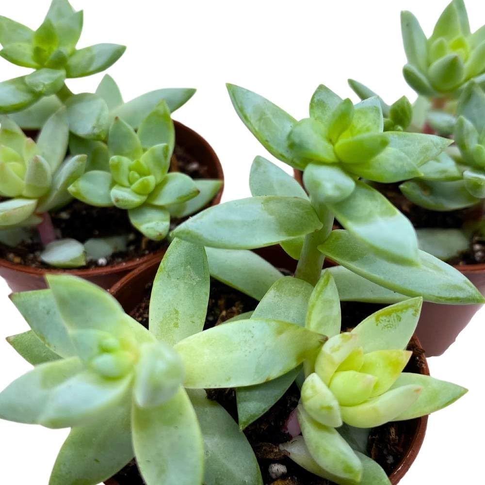 Greene's liveforever 2 inch Set of 3, Dudleya greenei Stonecrop Succulent Tiny Mini Pixie