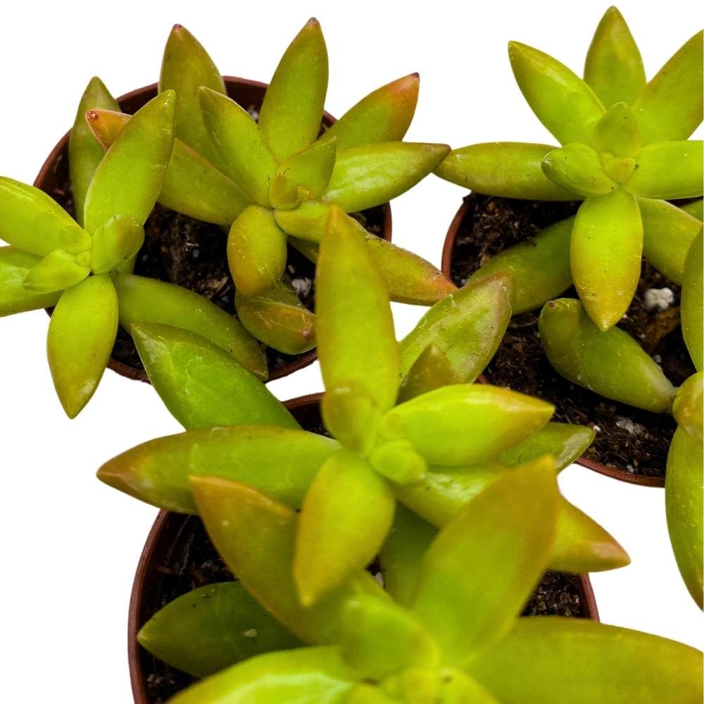 Sedum adolphii Firestorm, 2 inch Set of 3, Garden Succulents Tiny Mini Pixie