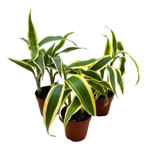 BubbleBlooms Variegated Dracaena Fragrans Set of 3 in 2 inch pots Corn Plant Tiny Mini Pixie