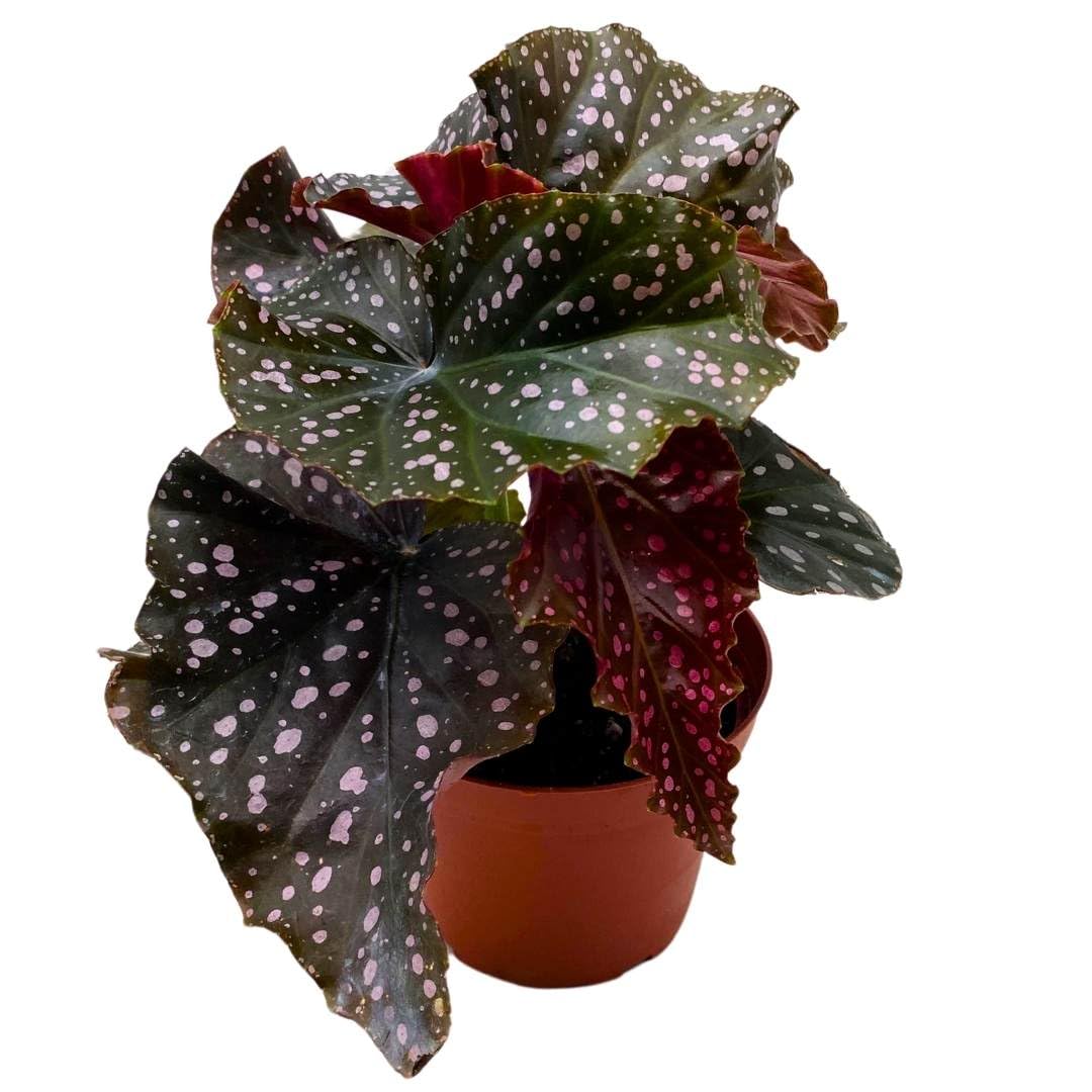 Harmony Foliage Begonia Cracklin' Rosie Angel Wing Cane 4 inch