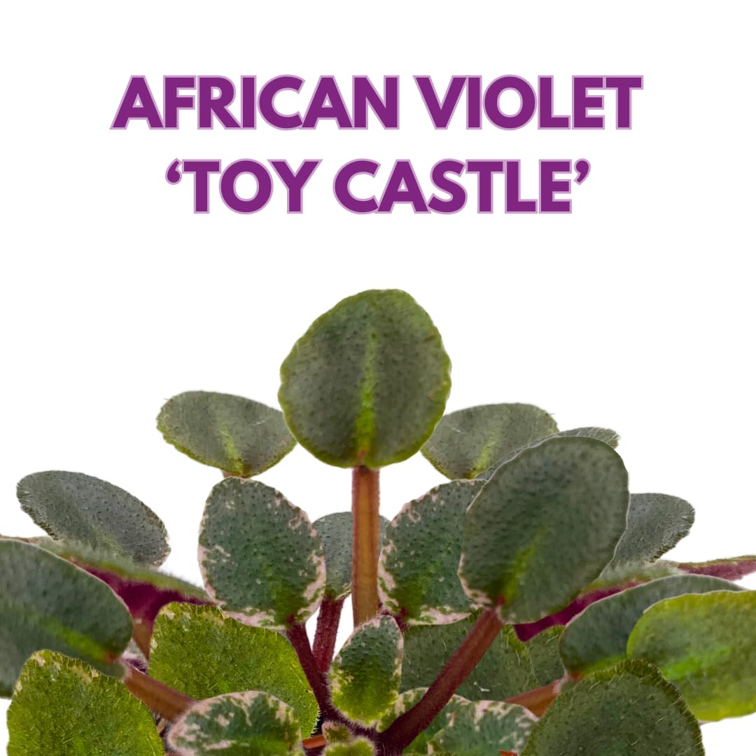 Harmony Foliage Mini African Violet Toy Castle Variegated 2 inch White Purple Flower