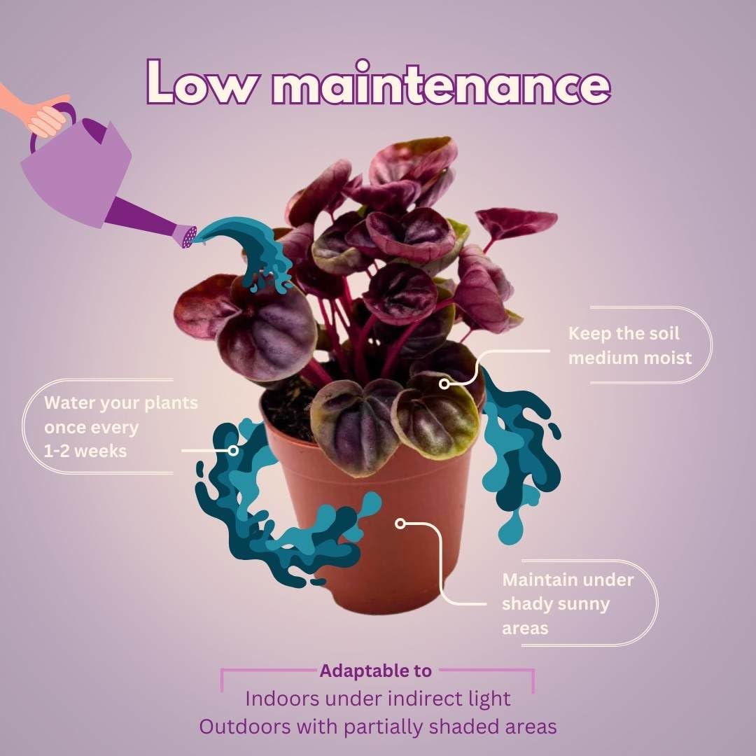 BubbleBlooms Red Peperomia caperata, Red Emerald Ripple, Frost, Platinum, in a 2 inch Pot Tiny Mini Pixie Plant