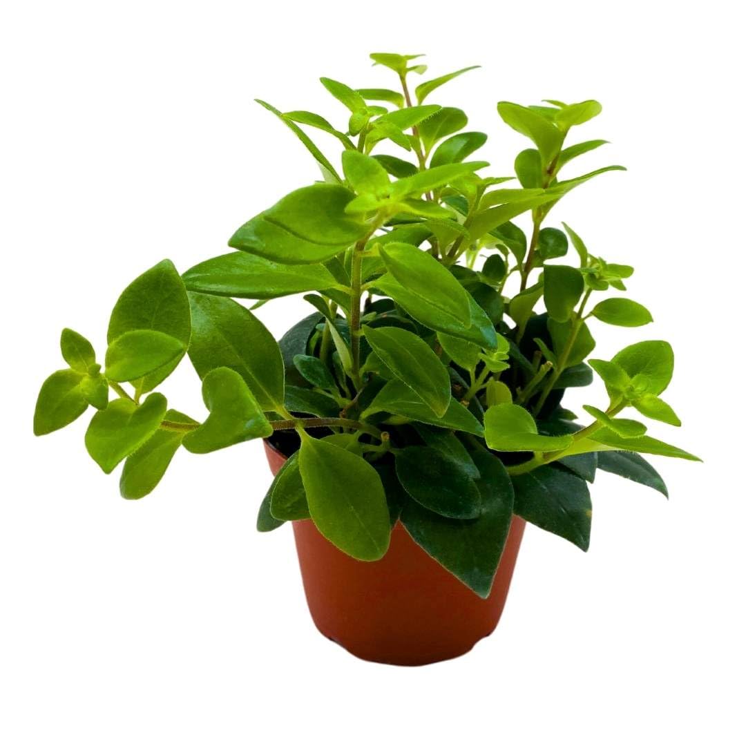 BubbleBlooms Lipstick Vine Plant in a 4 inch Pot