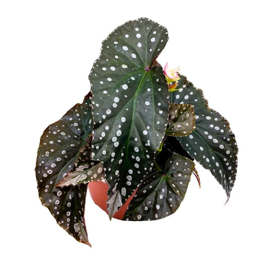 Harmony's Flying High Angel Wing, 6 inch Cane Begonia Huge Silver Tip and Pink White Flower Polkadots