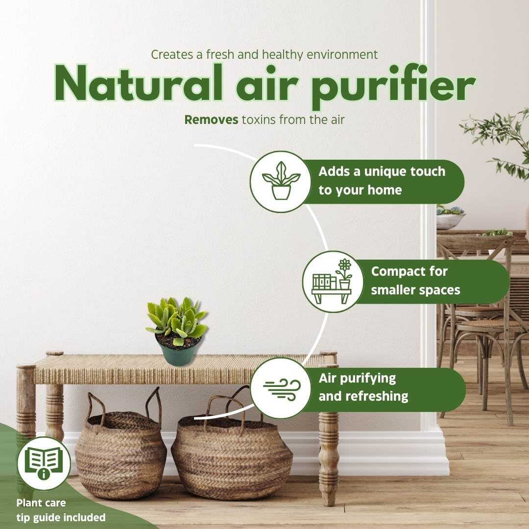 BubbleBlooms Kalanchoe millotii in a 4 inch Pot Millot Kalanchoe, Green Fuzzy Furry Leaves Succulent