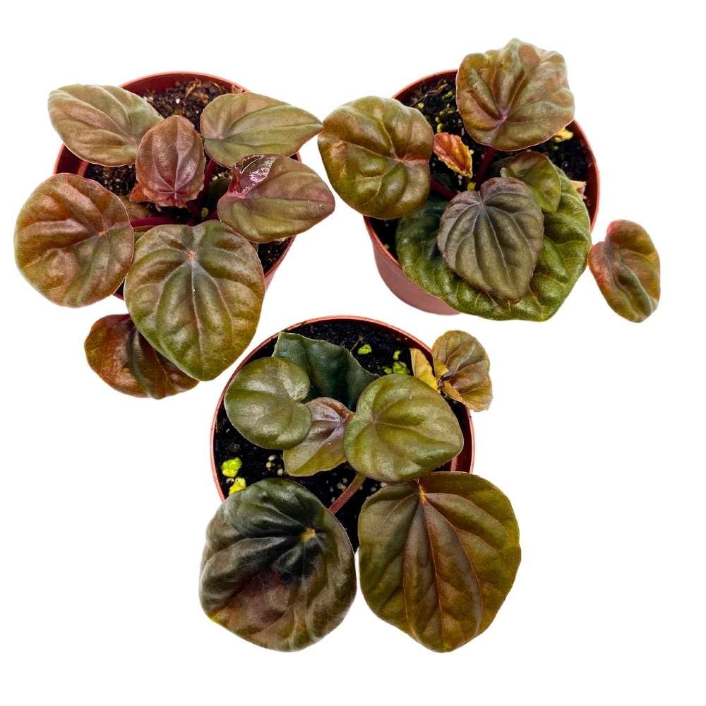 Peperomia Chocolate, 2 inch Set of 3, Brown Rare Emerald Ripple Pep Caperata