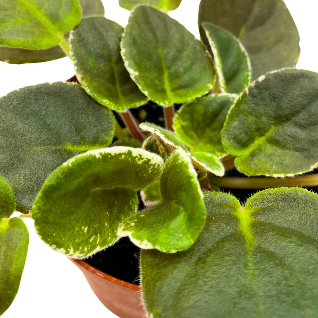 Harmony Foliage African Violet Harmony's Mean Green 4 inch Green White Ruffle