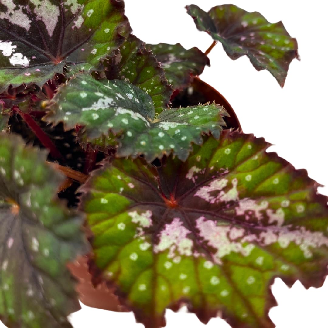 Harmony Foliage Harmony's Comic Con Begonia Rex 4 inch Pink Green Curly