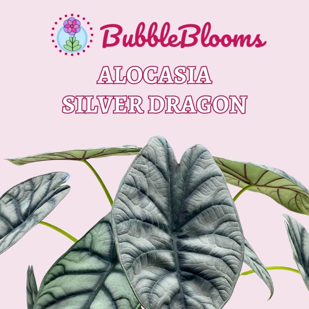 Alocasia Silver Dragon, Super Rare Jewel Alocasia, in 4 inch Pot, Alocasia baginda