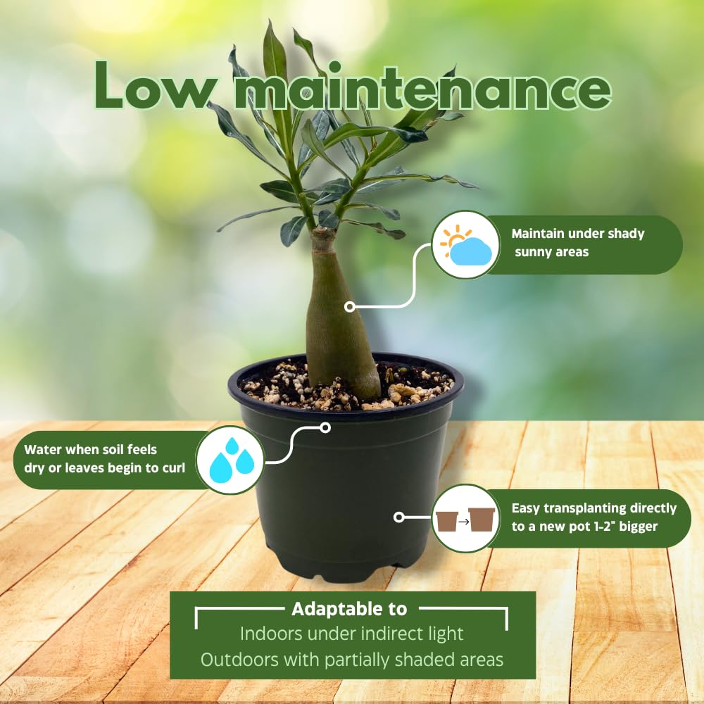 BubbleBlooms Desert Rose Emma in a 4 inch Pot Extremely Rare Flower