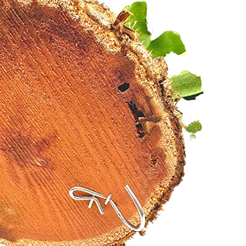 BubbleBlooms Bromeliad Plaque, Flowering Plant on Cedar Wood Sculpture, Mounted with Moss