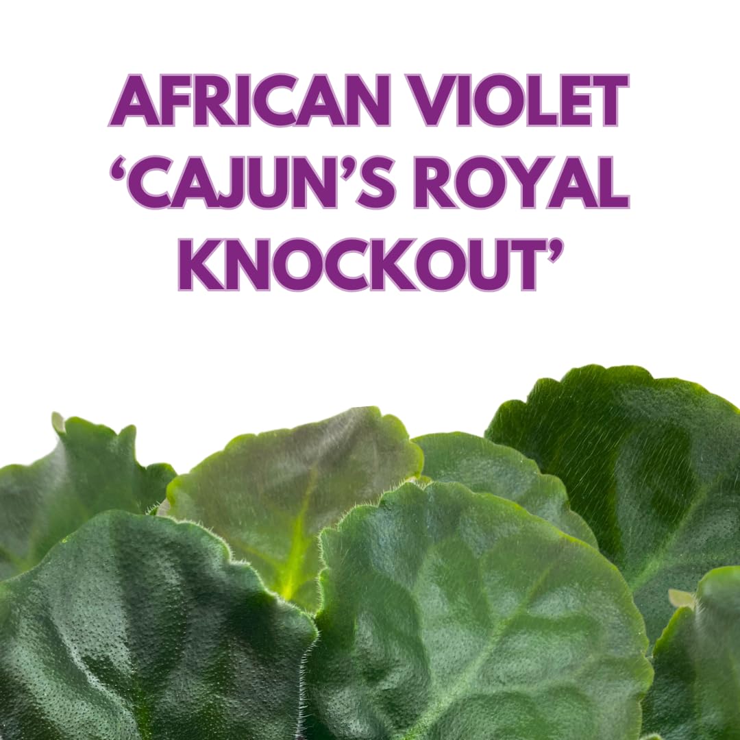 Harmony Foliage African Violet Cajun's Royal Knockout 4 inch Purple Ruffle Flower