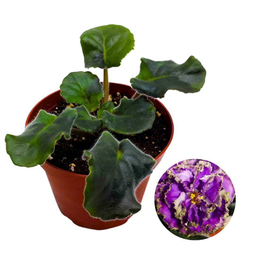 Harmony Foliage African Violet Water Sprite 4 inch Purple White Ruffle Flower