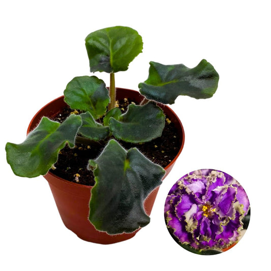 Harmony Foliage African Violet Water Sprite 4 inch Purple White Ruffle Flower