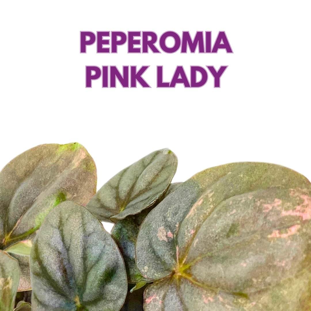 Peperomia Pink Lady 2 inch Harmony's Pink Variegated pep Strong Genetics