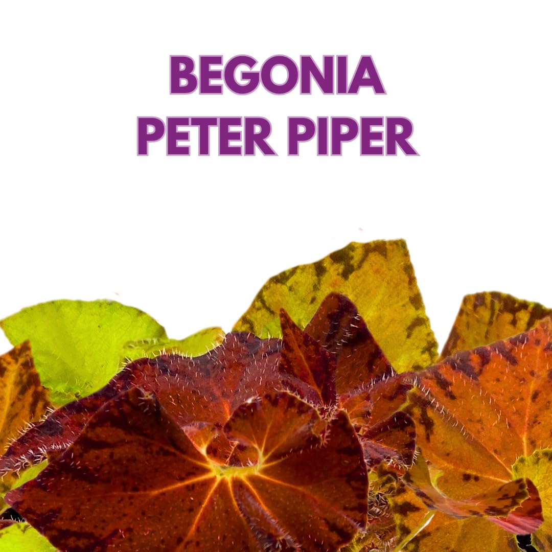 Harmony Foliage Peter Piper Begonia Rhizomatous 6 inch Orange Brown Rhizo