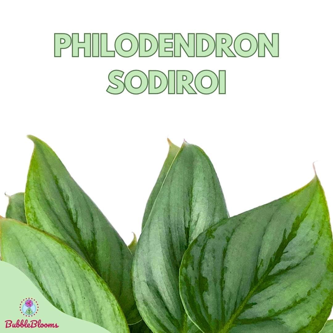 Philodendron Sodiroi Ornatum Silver, Silver-Leaf Philo in 4 inch pot