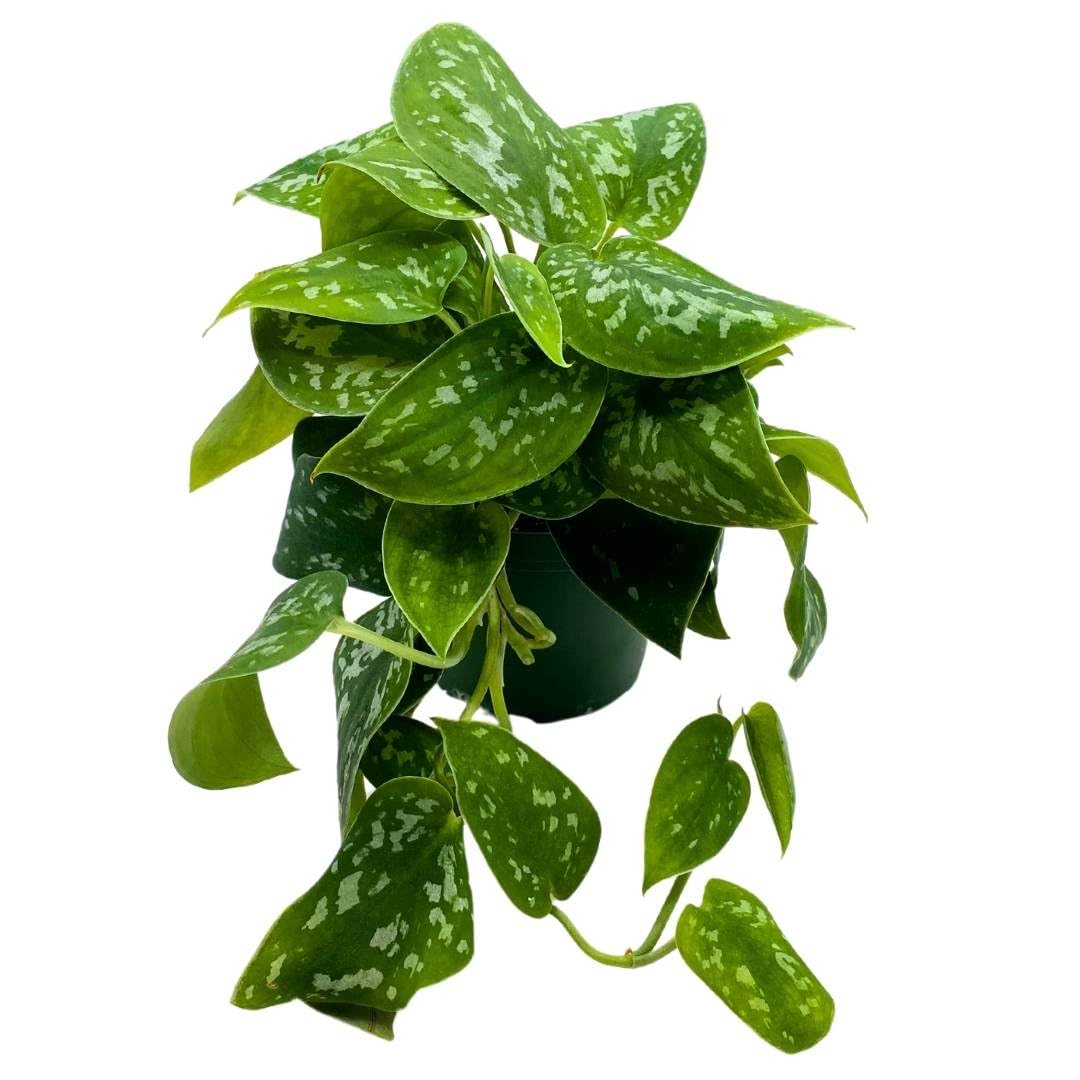 Satin Pothos, Silver Vine, Silver Cloud, Silk Pothos Silver Philodendron in a 4 inch Pot,