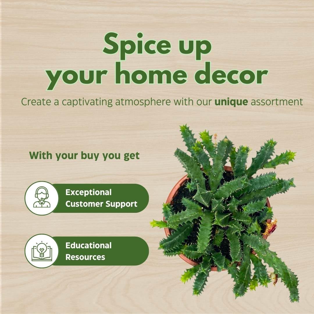 BubbleBlooms Lifesaver Stapelia Huernia Zebrina in a 6 inch Pot