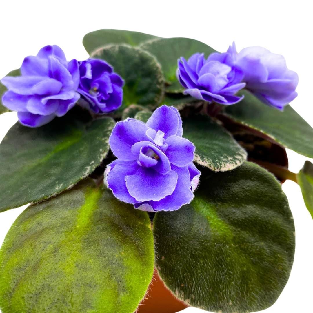 Harmony Foliage African Violet Picasso 4 inch