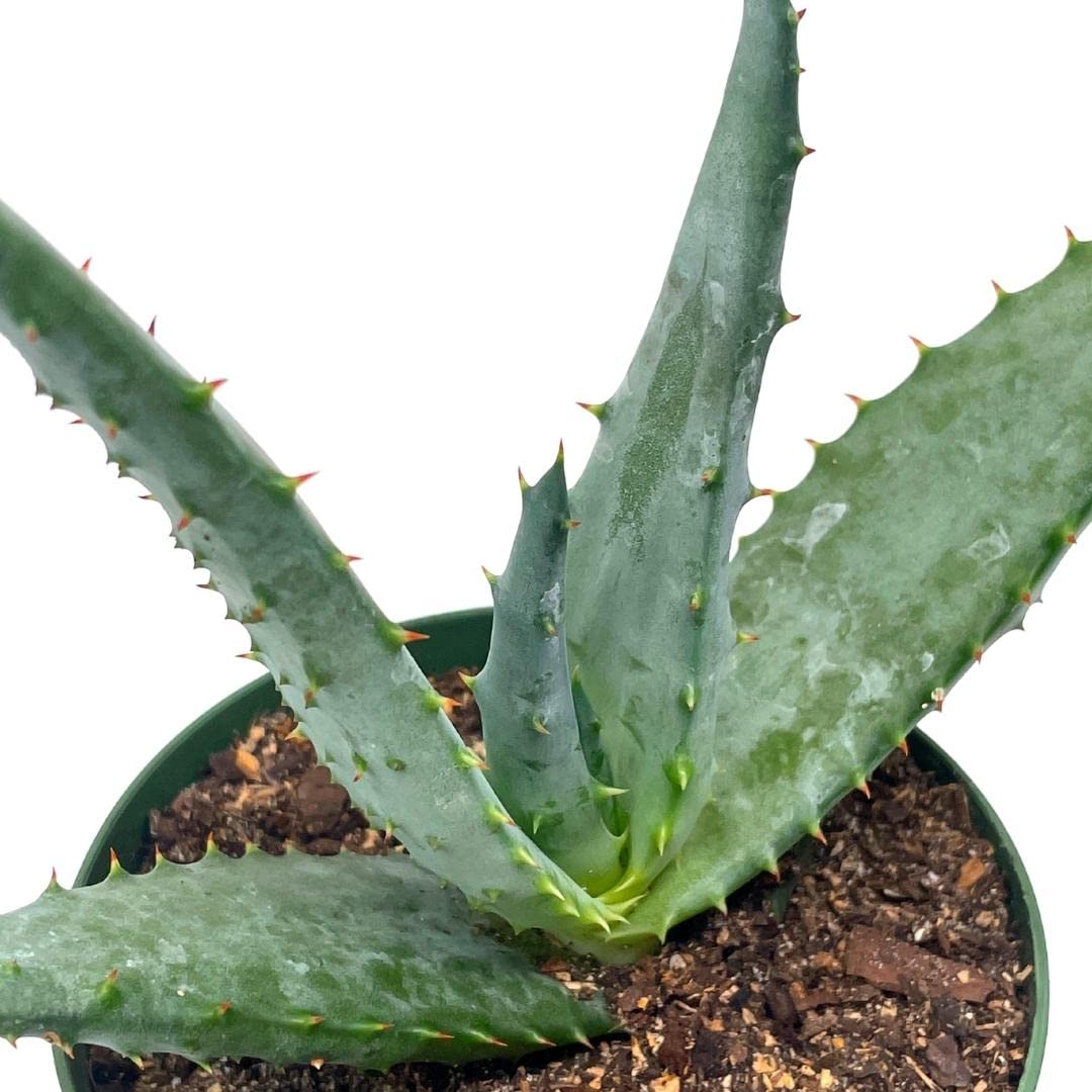 Aloe Ferox 'Cape' Bitter Aloe, in 4 inch Pot