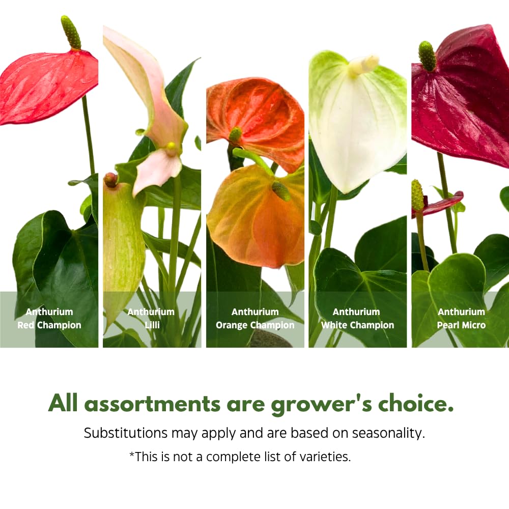 BubbleBlooms Anthurium Assortment in 2 inch Pots Set of 3 Flowering Plants