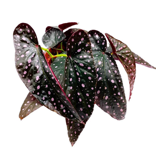 Harmony's Dark Star Angel Wing, 6 inch Cane Begonia Pink Polkadot