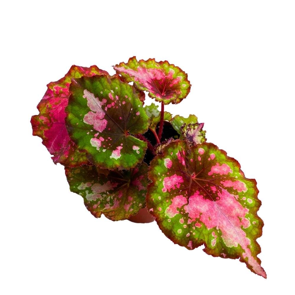 Harmony Foliage Harmony's Pink and Green Splashy Begonia Rex Series 4 inch Grower's Choice