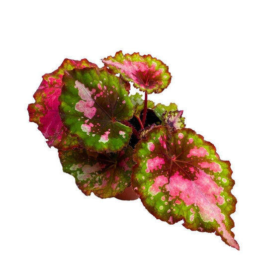 Harmony Foliage Harmony's Pink and Green Splashy Begonia Rex Series 4 inch Grower's Choice