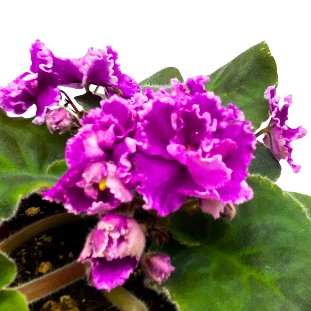 Harmony Foliage African Violet Wrangler's Boot Stompin' 4 inch